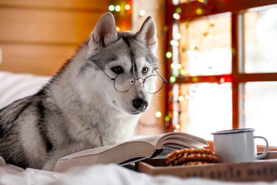 husky reading a book