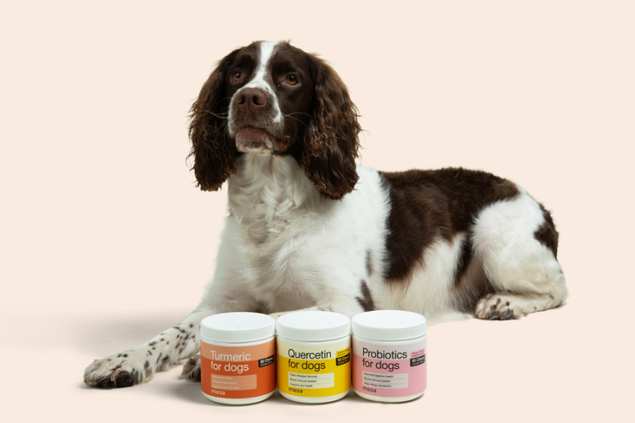 a dog sitting in front of supplements for immune health