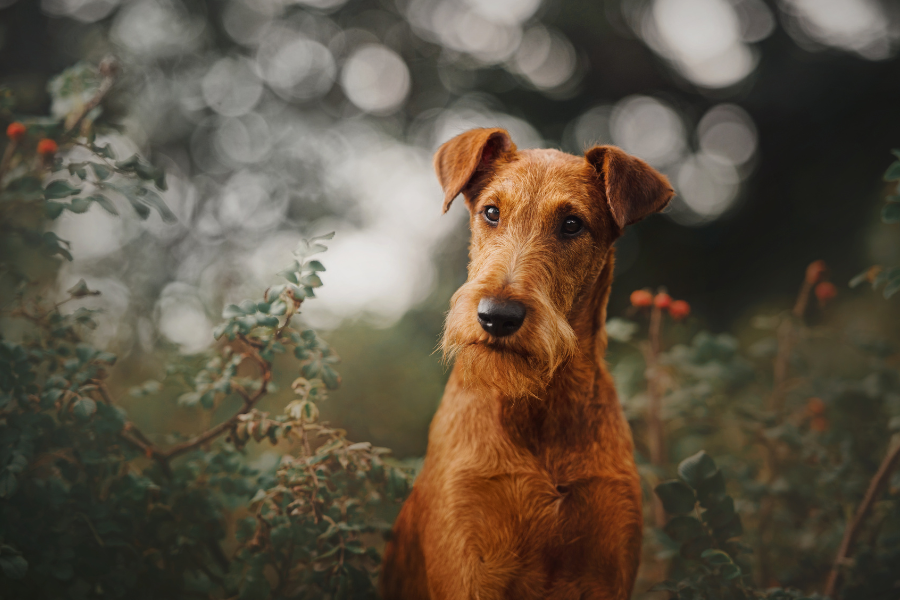 irish terrier dog