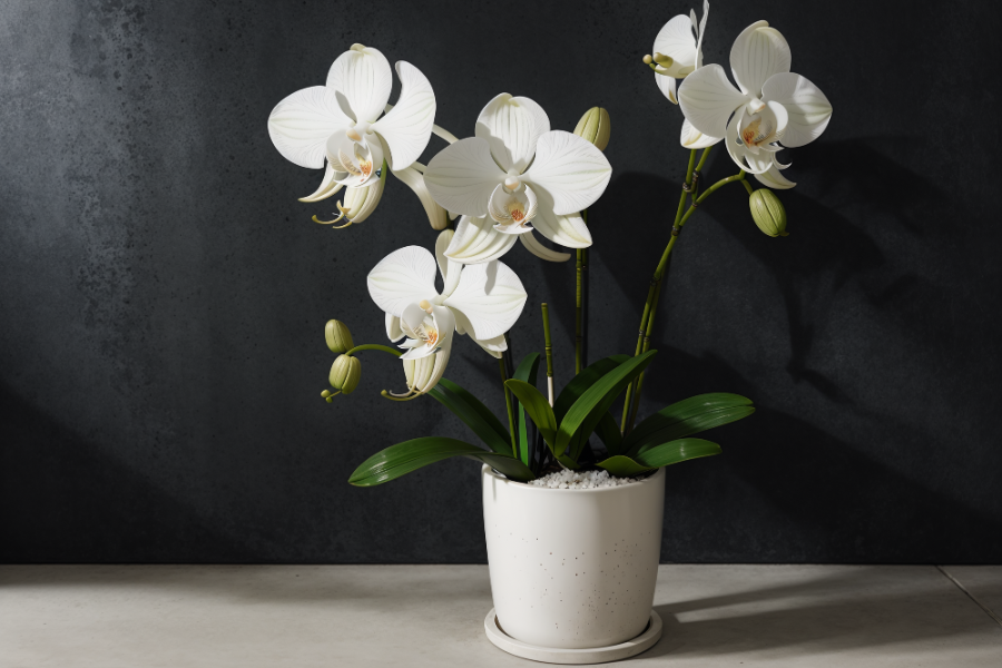 white orchid plant