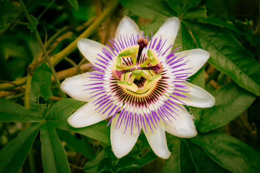 a purple and white passion flower 