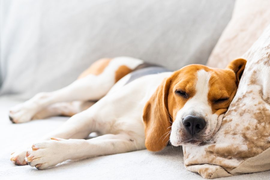 a dog sleeping on a pillow