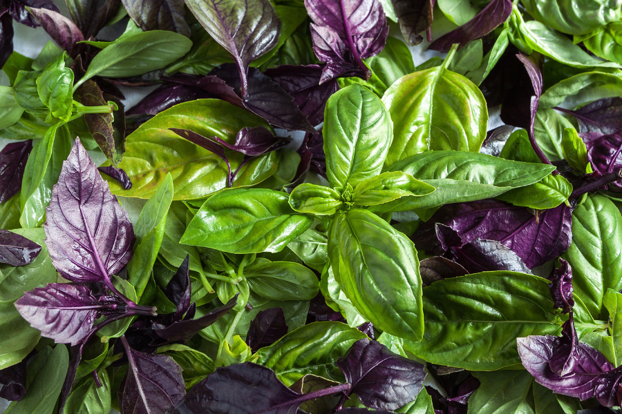 purple and green basil leaves