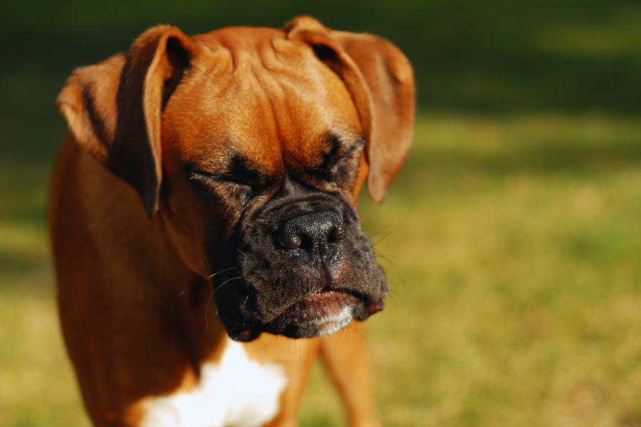 a dog sneezing