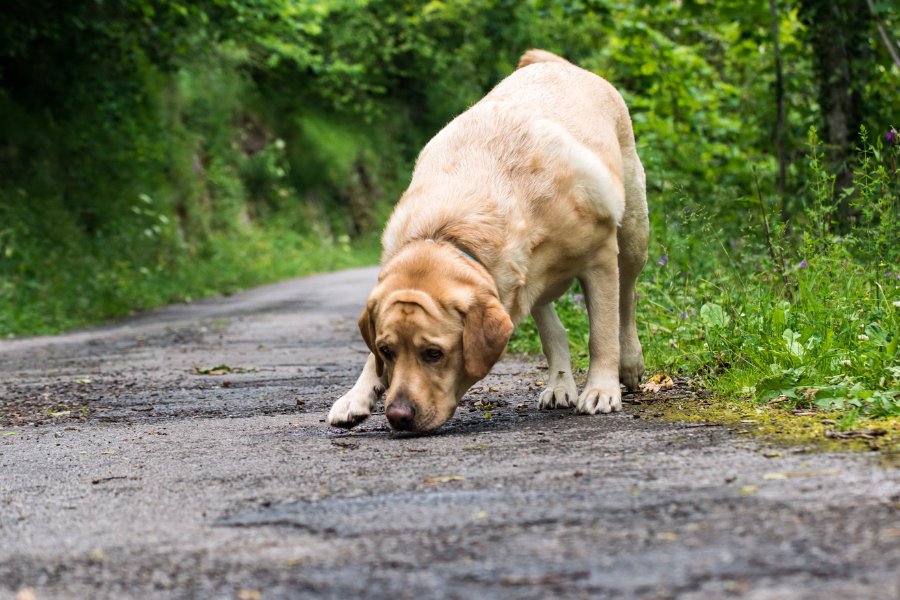 a dog sniffing on a trail