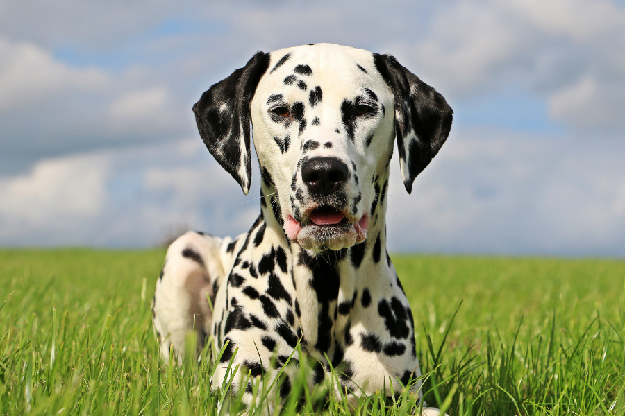 spotted dalmatian in the grass