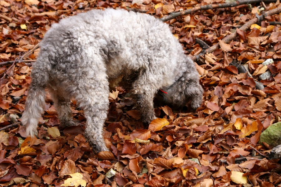 a dog sniffing for truffles in leaves