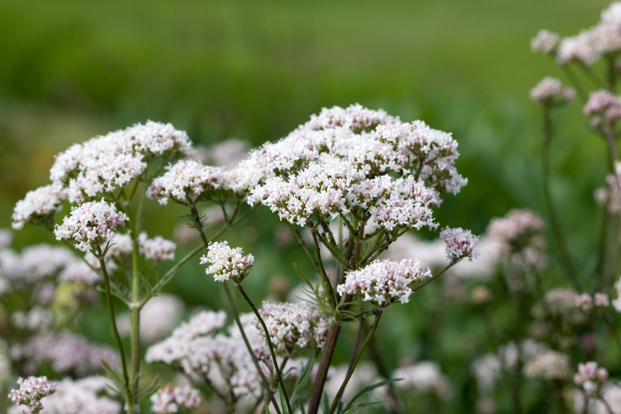 valerian flowers