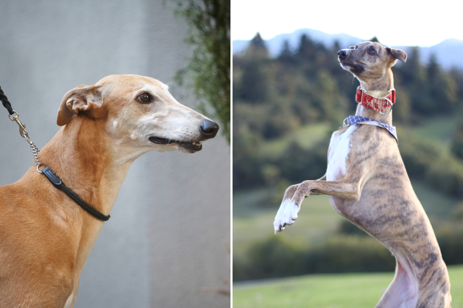 a whippet and a grayhound
