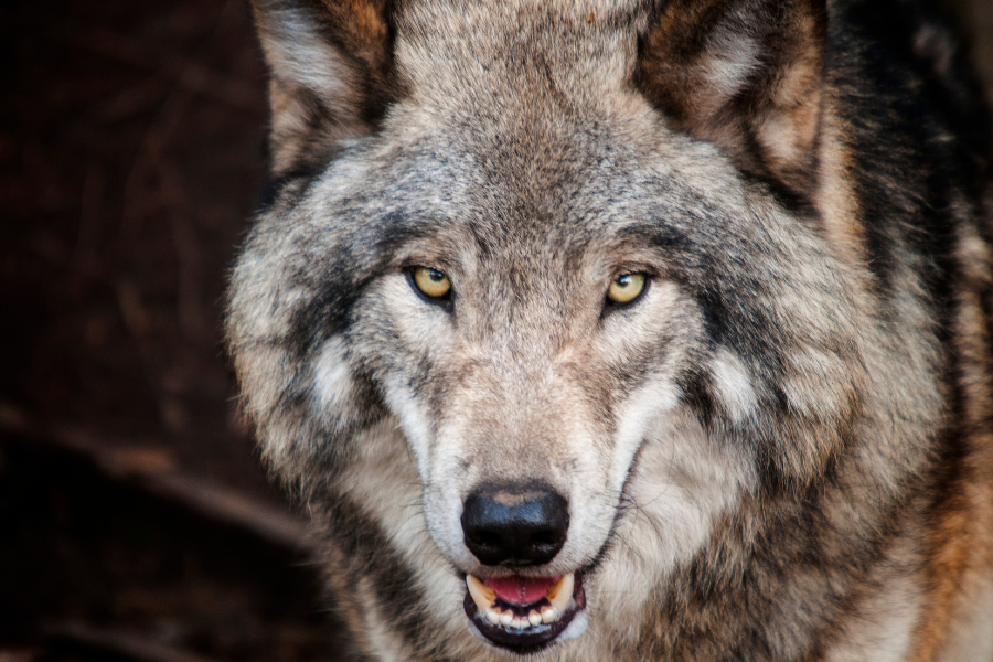 a close up of a wolf face