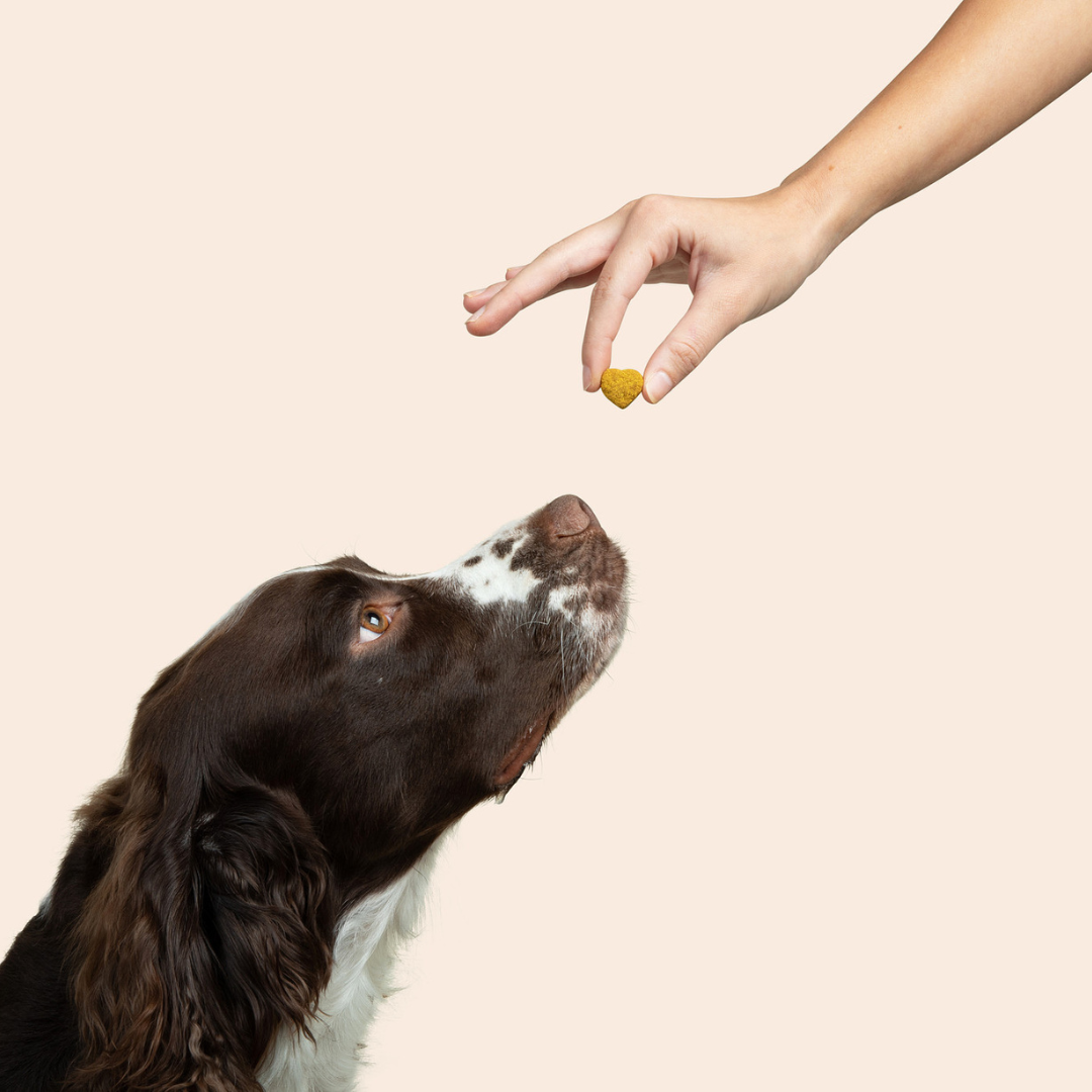 a dog sniffing a dog chew