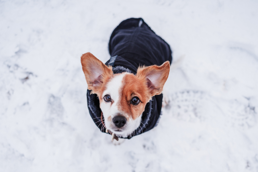 a dog in the snow