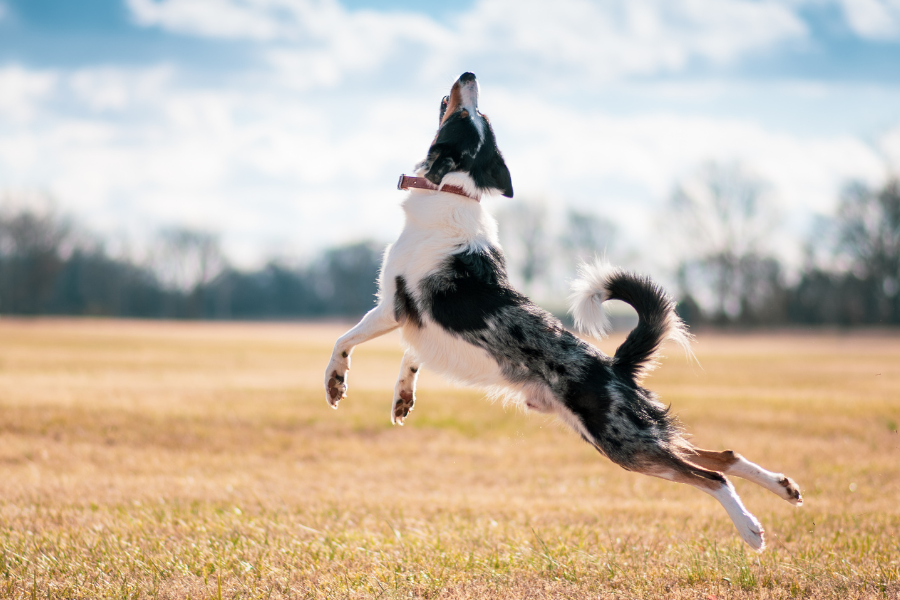 a dog leaping in the air