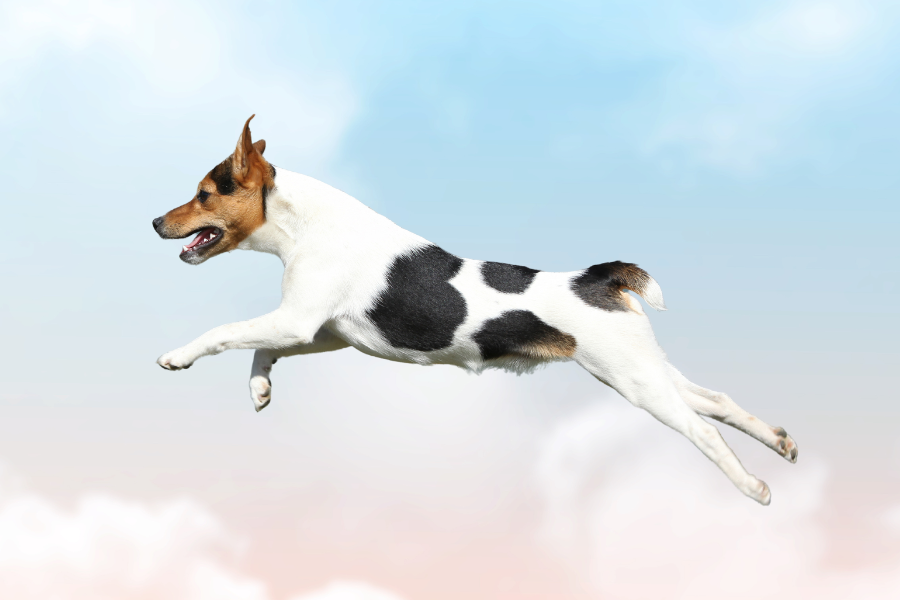 a dog leaping through the sky