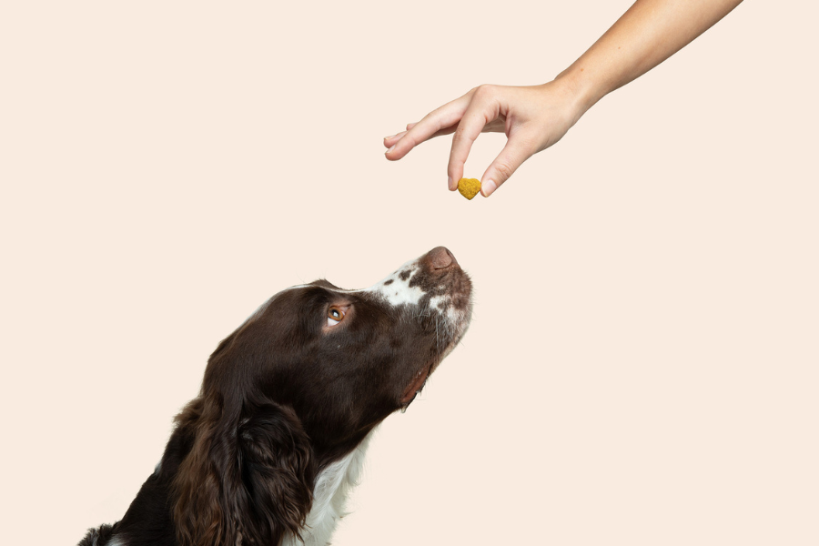 a dog about to eat a dog chew