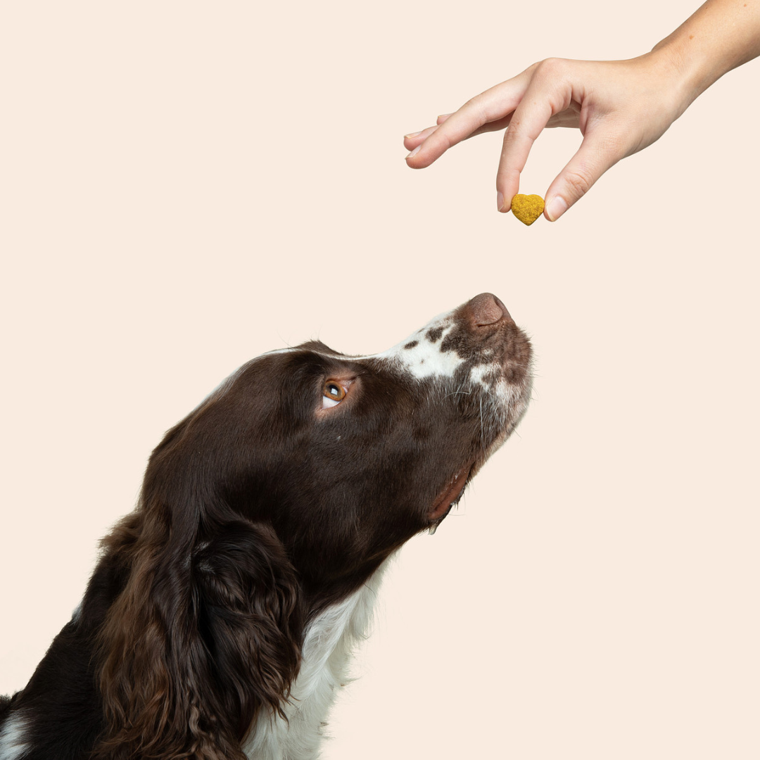 a dog sniffing a heart shaped treat