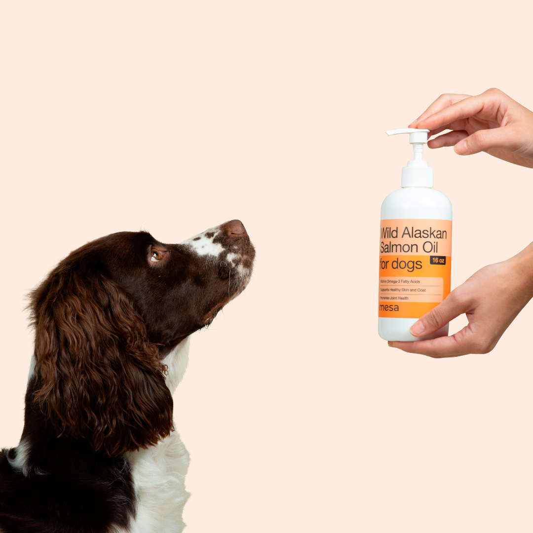 a dog sitting for salmon oil