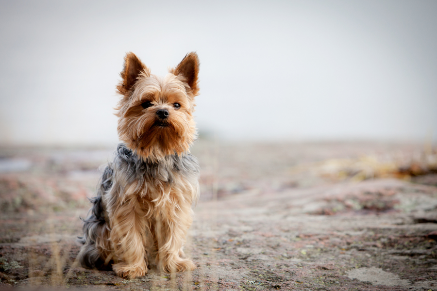 yorkshire terrier sitting